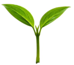 sprout young transparent 2